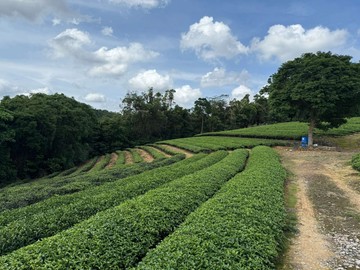 龍潭區北坑段節稅林地茶園漂亮農地｜桃園市龍潭區北坑段