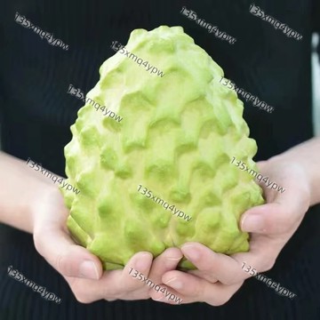 現貨 釋迦種子（25粒）正宗台灣番荔枝種子 賴球果 佛頭果林檎種籽果樹種子 水果種子 四季種植 高產水果種子 多年生