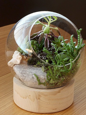 星球綠泉