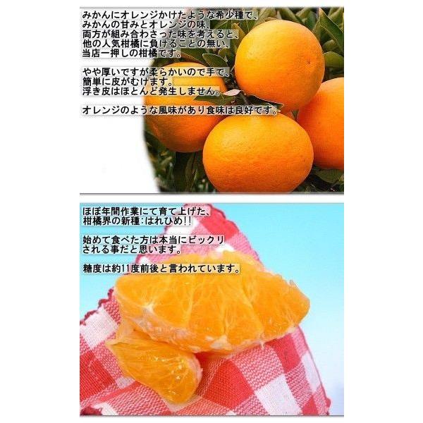 産地直送 はれひめ 約5kg L〜3Lサイズ 愛媛県産 訳あり品 オレンジの香りに蜜柑の味わい！愛媛直送の新鮮なタンゴール