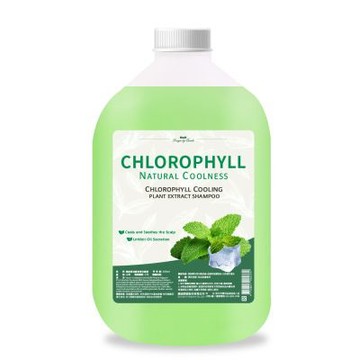 康朵葉綠素香氛涼感專業級沙龍洗髮精3500mlx4入