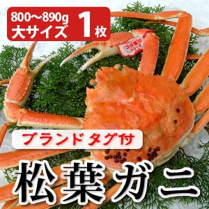 松葉がに800～890g（大サイズ）×1枚 日本海産 未冷凍 お歳暮ギフト 送料無料（北海道・沖縄を除く）