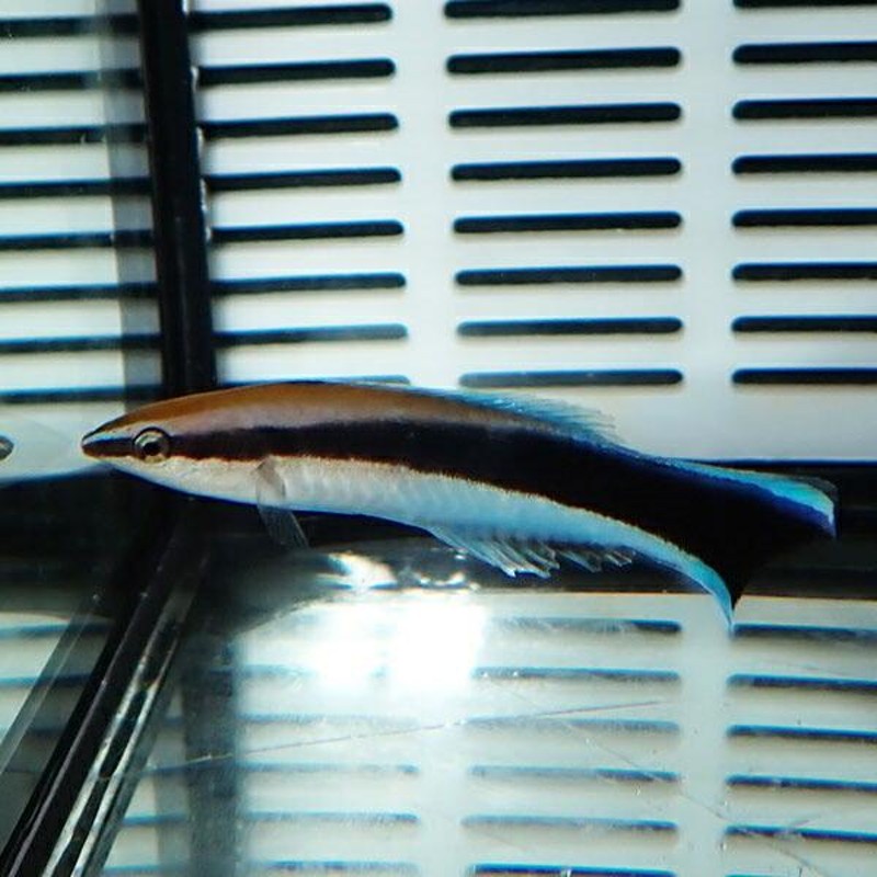 独創的 ホンソメワケベラ 5-8cm±(A-0375) 海水魚 サンゴ 生体 - tokyo-bunka.com