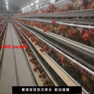 {台灣公司 可開發票}蛋雞場設備階梯雙層4門5門自動滾蛋養雞設備多層雞籠自動輸送帶籠