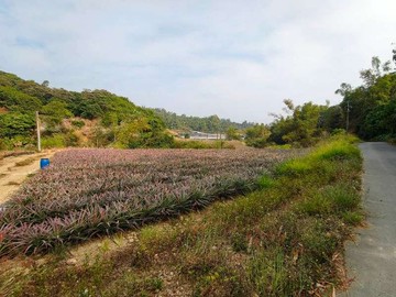 大樹義大世界旁漂亮農地｜高雄市大樹區三和段