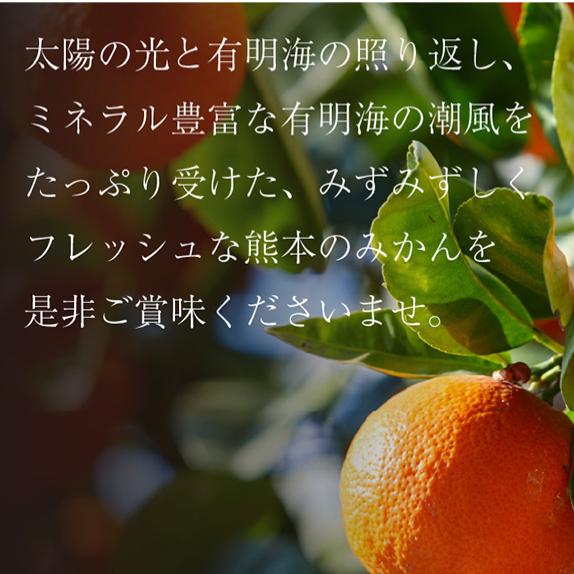 熊本県産 みかん 特A優品約10kg 箱込み 極早生みかん 早生みかん 温州みかん 金峰 今村など 熊本 熊本産 果物 旬 フルーツ 柑橘  