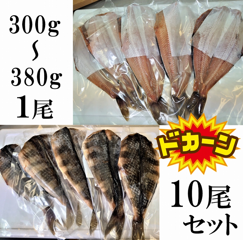 特大 しまほっけ シマホッケ 縞ほっけ ほっけ ホッケ １０尾入り （300〜380ｇ １尾）魚介類、海産物 干物 一夜干し 送料無料