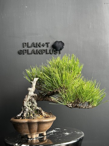 日本 黑松植物 盆景 盆栽 bonsai 楓葉 塊根 多肉植物 送禮