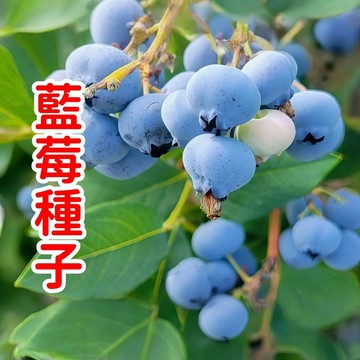 🫐【藍莓種子】多品種藍莓種子奧尼爾公爵兔眼藍寶石合集 高甜大果發芽率高陽台盆栽 品種純正長勢旺豐產高甜家庭自種專用