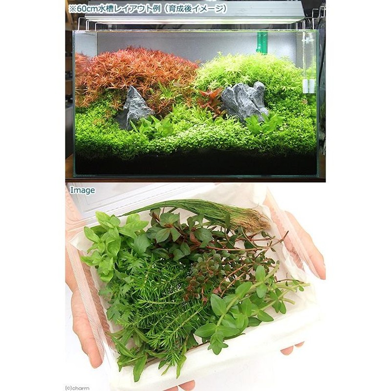 水草 おまかせ水上葉 レイアウトセット ６０ｃｍ水槽用 ８種 無農薬 水草説明書付 水草その前に１ｇ 本州四国限定 通販 Lineポイント最大0 5 Get Lineショッピング