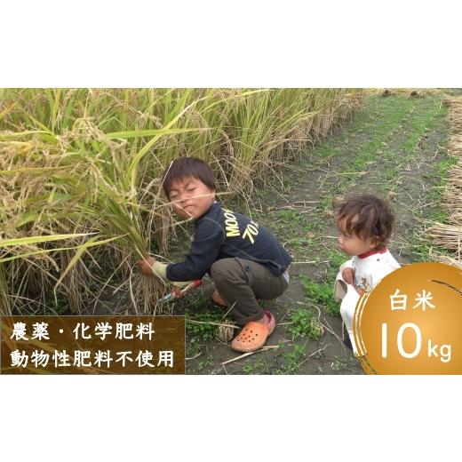 ふるさと納税 福岡県 うきは市 P438-10 ぶんぶんファーム 自然栽培 ひのひかり 白米 10kg