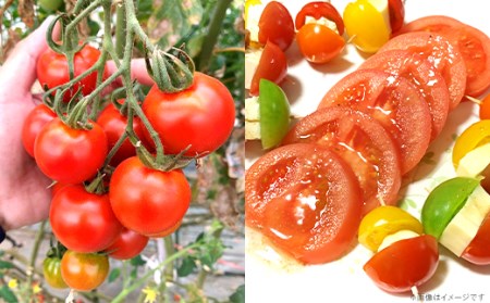 66-68トマトの詰め合わせ（12品種 約1kg）