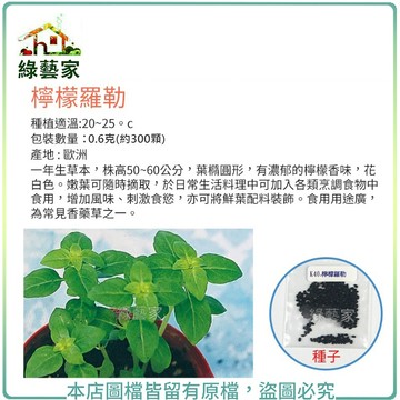 【綠藝家】K40.檸檬羅勒種子 0.6克(約300顆)葉橢圓形，有濃郁的檸檬香味，花白色。嫩葉可隨時摘取各類烹