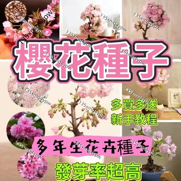 現貨🌱櫻花種子（50粒）四季種植 耐寒耐熱 易養活花卉種子 陽台庭院綠植 盆栽種植 觀賞花卉 多買多送 不發芽可退款
