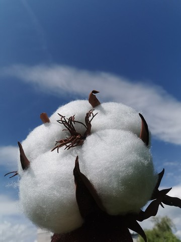 棉花花。婚禮背景。巨型花束。大型白色人造花