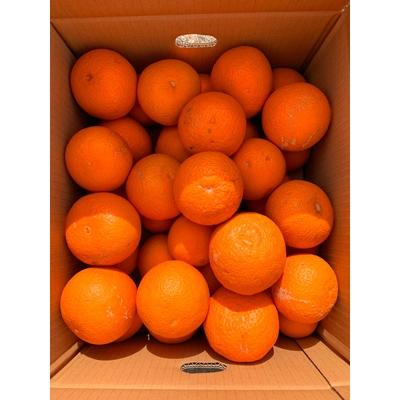 ふるさと納税 和歌山市 紀州有田産清見オレンジ　7.5kg