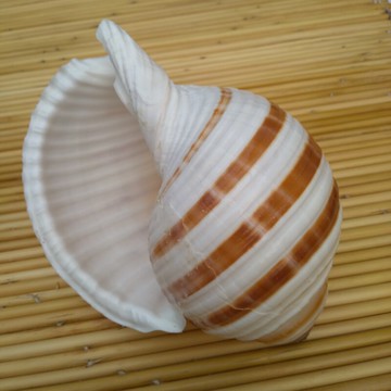 天然海螺貝殼琴螺 水族魚缸造景 卷貝魚繁殖寄居蟹換殼 多肉盆栽