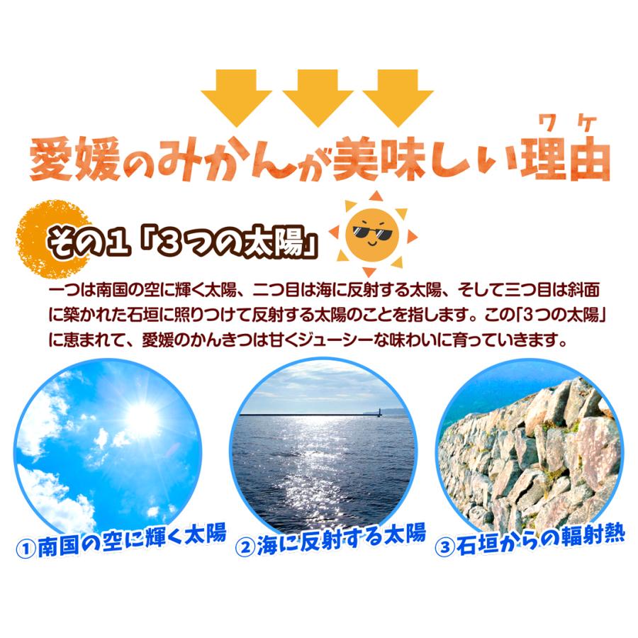 みかん 5kg 愛媛産 紅まどんな ご家庭用 柑橘 蜜柑 送料無料 食品