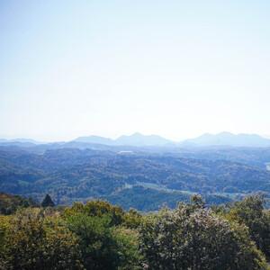 ふるさと納税 れんこん　２kg 奈良県山添村