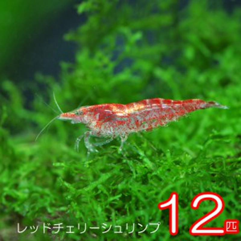 エビ レッドチェリーシュリンプ 約１ ５cm １２匹 水槽 熱帯魚 観賞魚 飼育 生体 通販 販売 アクアリウム あくあり 通販 Lineポイント最大1 0 Get Lineショッピング