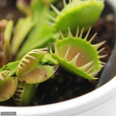 食虫植物）ハエトリソウ クロスティース 3号（1ポット