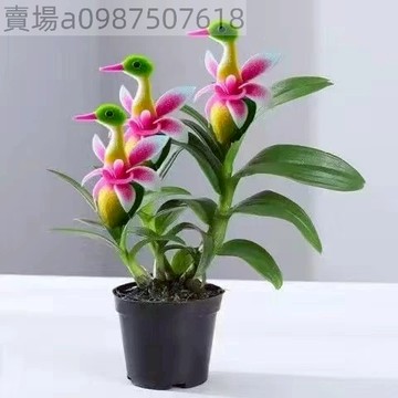 現貨 稀有可愛鴨（50粒）四季種植  新品 四季種植 盆栽庭院 新手易種 室內外陽台庭院盆栽花卉種子