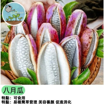 現貨 八月瓜種子 八月瓜九月炸 水果種子 5-6月份播種多年生長 爬藤水果種子發芽率高特色水果種子 多年生