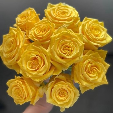 🌹（金枝玉葉玫瑰種子）當年新種 包對版 現貨速發 多年生四季懶人室內外庭院盆栽花卉種子 耐寒易活 綠植物鮮花種子