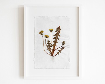 Herbarium III 黃色蒲公英壓花與植物原創植物藝術