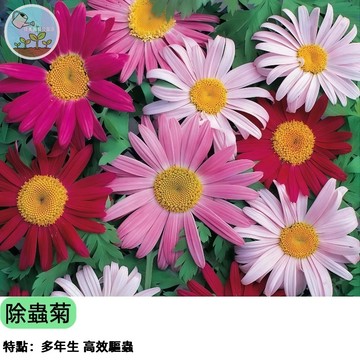 【天然防蟲首選】除蟲菊種子 驅蟲植物DIY 無毒有機栽培 陽台盆栽可種 驅趕蚊蚋蚜蟲 香草植物 懶人植物