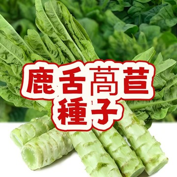 台灣鹿舌萵苣種子 嫩葉生菜品種 鹿麥菜種籽 免爬藤野菜 家庭陽台盆栽易種 可多次採收 清脆好吃 自種有機蔬菜