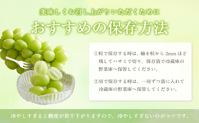 ぶどう 2024年 先行予約 シャイン マスカット 1房 約500g ブドウ 葡萄  岡山県産 国産 フルーツ 果物 ギフト