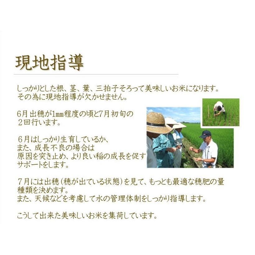 お米　新潟産コシヒカリ　5kg×２袋　精米　瓢米　特Ａ　贈答用にも　令和5年