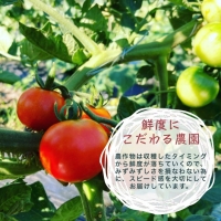 旬の味！お野菜 詰め合わせBOX 8～10品目×6回（栽培期間中 農薬・化学肥料不使用） 京都 亀岡 京野菜 農家より直送