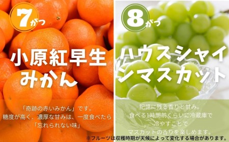 土庄町 ふるさと果実 12回定期便