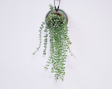 斑葉百萬心│水泥上板植栽│陽台植物│喜光植物│觀葉植物│多肉