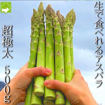 ふるさと納税 富良野市 2024年発送　「生」で食べられる グリーンアスパラ　極太3L以上 500g(10本前後)