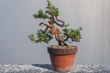 系魚川真柏小品盆栽材料 有水線舍利雕刻