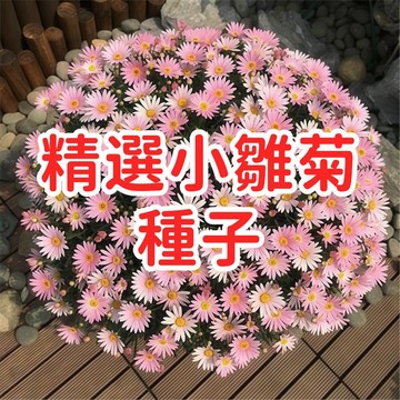 【精選小雛菊種子】 瑪格麗特花 延命菊 易種開花 四季播種 盆栽花卉 花壇植物 庭院草花 開花不斷 花苗 花籽 送禮自種