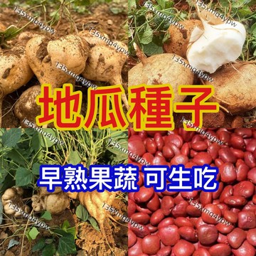現貨 新手可種【地瓜種子】（100粒）水果地瓜 白地瓜 涼薯 涼薯沙薯 四季播種脆甜可生吃 超高產 發芽率高 今年新種