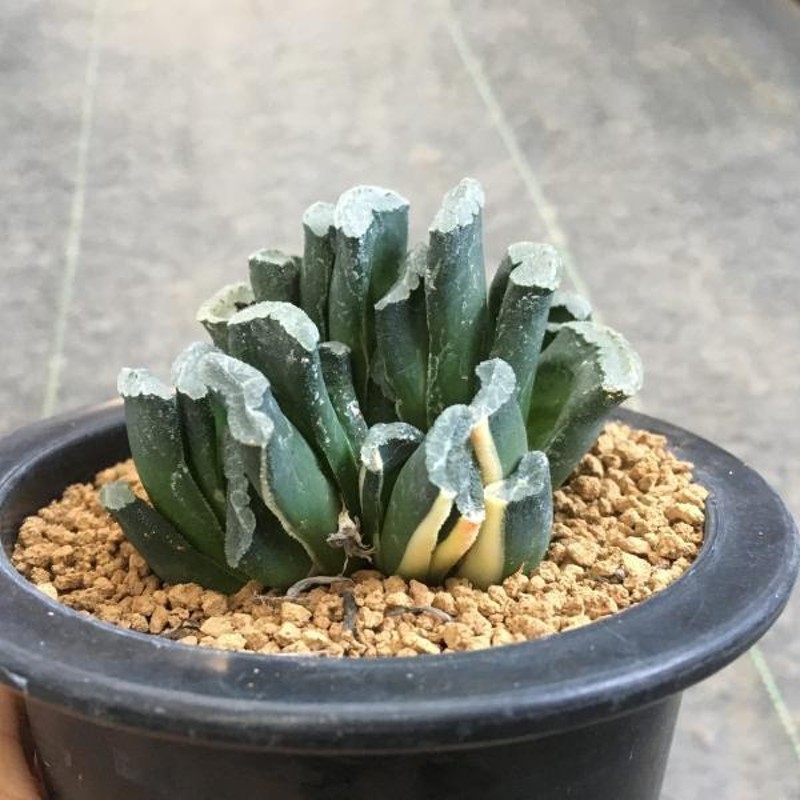 多肉植物：ハオルチア 玉扇錦*6ｃｍ 現品 一品限り | LINEブランドカタログ