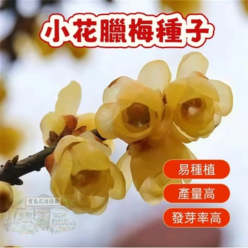🌱精選種子 小花臘梅種子  狗牙臘梅 香氣濃郁 台灣現貨現發  易種植 花卉種子  發芽率高 庭院盆栽 耐寒 觀賞花卉