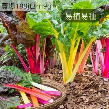 台灣現貨 甜菜種子（250粒）四季種植 瑞士甜菜種子 彩虹菠菜 彩虹甜菜 美國菠菜 蔬菜種子 連續采摘 補血菜