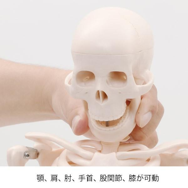 人体模型 骨格模型 7ウェルネ 全身骨格 模型 2サイズ 高さ85cm 間接模型 骨格標本 骨模型 骸骨模型 人骨模型 骨格 人体 モデル