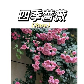 現貨速發🔥【新品薔薇】52款重辦爬藤薔薇花種子🔥四季薔薇花種子~單頭玫瑰月季花種子庭院陽台灑下就能活懶人觀賞花卉花海種子