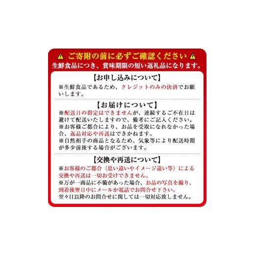 ふるさと納税 鹿児島県 志布志市 b5-045 特別栽培農産物 いちごの村から朝摘み『淡雪』４Pセット