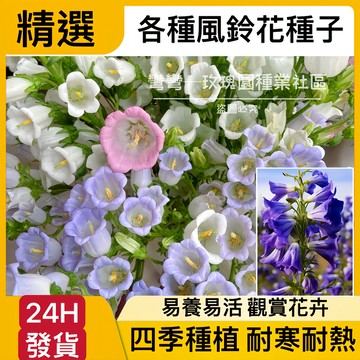 現貨【風鈴花種子】（250粒） 風鈴草種子 花卉種子 盆栽易種植 陽臺庭院觀花植物 四季種植 發芽率高 易養易活 種子