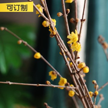 天然遇水會開花臘梅鮮切花真花泡水干花干枝干花藝術家居創意花插