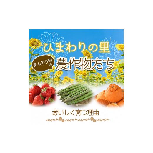 ふるさと納税 香川県 まんのう町 ＜先行予約！2024年3月下旬以降順次発送予定＞＜選べる容量＞大粒！香川県産 さぬきひめいちご(約1kg・1粒20g以上) 北海道・…