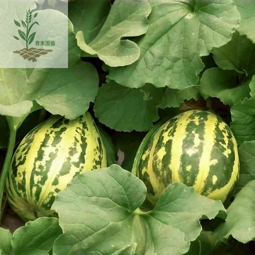 青禾園藝（八裡香甜瓜種子）美濃瓜、香瓜種子Melon冰糖綠皮綠肉~春秋季盆栽地栽種植高產好養水果種子